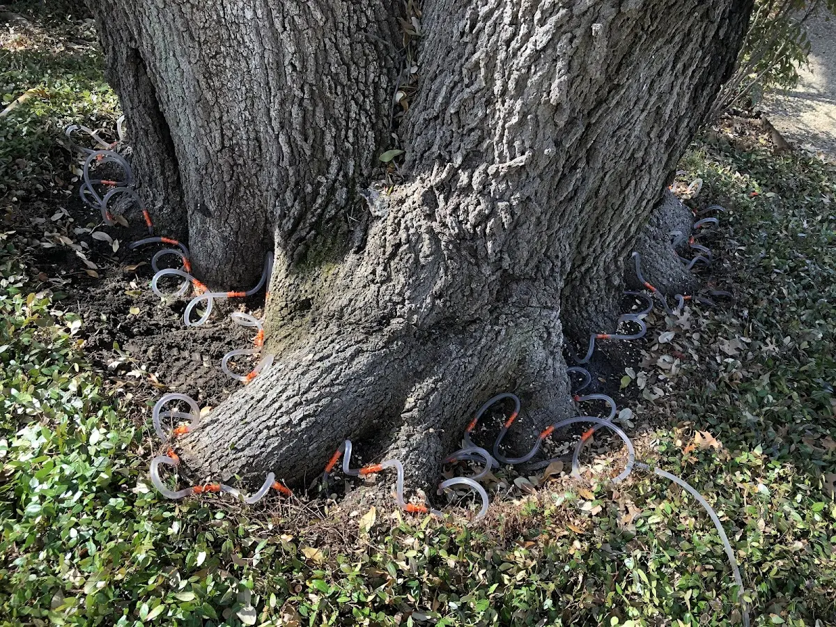 Detailed Tree Cabling and Bracing job site in Harpersville