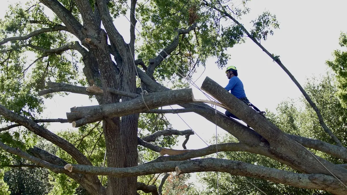 Professional Crown Thinning performed by certified arborists in Harpersville