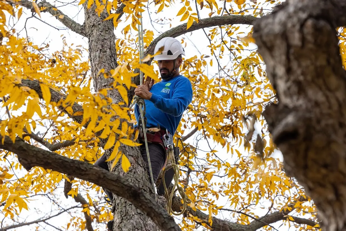 Skilled Tree Planing crew working in Harpersville